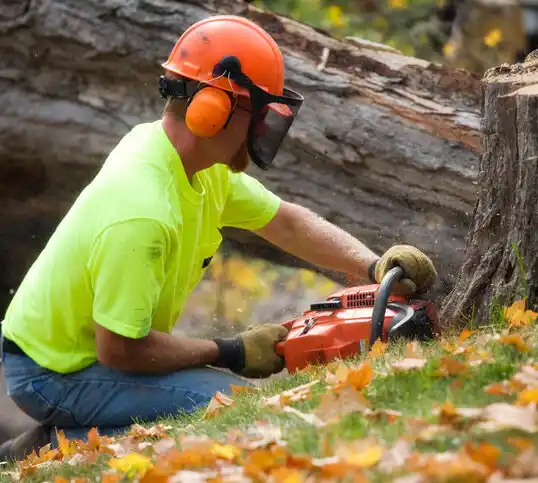 tree services Kemp Mill